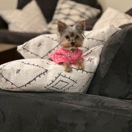 Nyah - Yorkshire Terrier