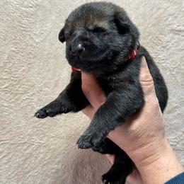 Red collar - Sable female German Shepherd puppy in Willington, Connecticut from Wertvoll German Shepherds