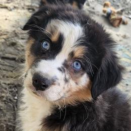 Gemini - Blue merle Australian Shepherd puppy in Albany, Oregon from Red Cloud Australian Shepherds and DeGray Great Danes & Bulldogs