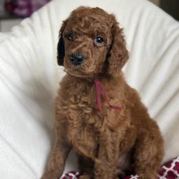 Sandy - Red  female Poodle puppy in Mount Vernon, Illinois from AMC Poodles