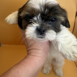 Boxer and Shih Tzu Puppies from L&L Euro Boxers and Small Town Shih Tzus