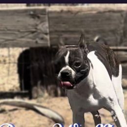 Rue - Boston Terrier