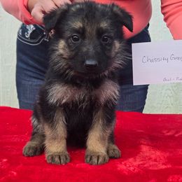 Pink collar girl - Black and tan female German Shepherd puppy in Berry, Alabama from Whisper Gray