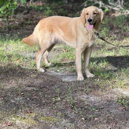 Mia - Golden Retriever