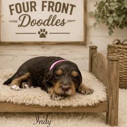 Indy - Phantom female Bernedoodle puppy in Thornville, Ohio from Four Front Doodles & Friends