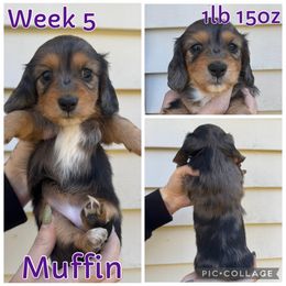 Muffin - Dapple female Dachshund puppy in Michigan from M.H.P Dachshunds