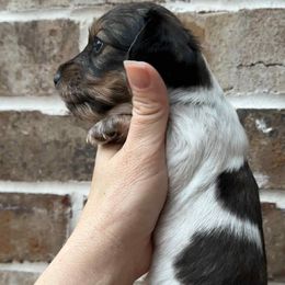 Sally - Piebald female Dachshund puppy in Enterprise, Alabama from Kismet Doxies