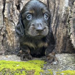 Butler 3000 - Black and tan male Dachshund puppy in Steele, Alabama from Taylored Dachshunds
