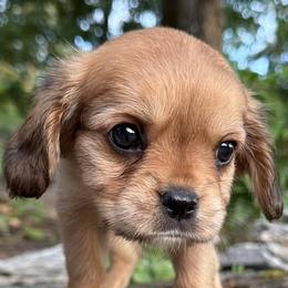 Ash - Brown female Poodle puppy in Hopkinton, Massachusetts from Rarity Royales