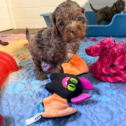 Pecan - Merle female Cockapoo puppy in Beresford, South Dakota from DAKOTA DOOD RANCH