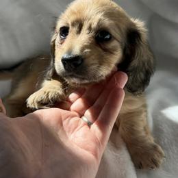 Shaded Cream Longhair female, Lady, 4000 - Cream female Dachshund puppy in Fenton, Michigan from Always Darling Dachshunds