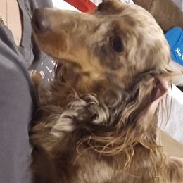 Lucy - Dachshund