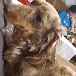 Lucy - Dachshund