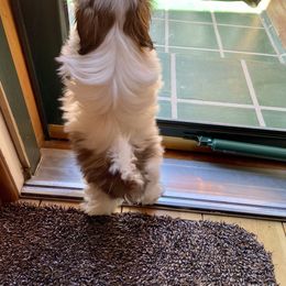 Shih Tzu Puppies from Willow Lane Shih Tzus