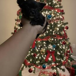 Boy 2 - Parti male Yorkshire Terrier puppy in Mobile, Alabama from Ace of Spades Yorkies