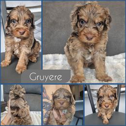 Gruyere - Merle male Cockapoo puppy in Zanesville, Ohio from Southtown Doodles LLC