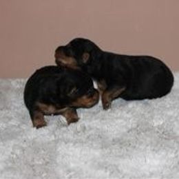 Nikki - Black and tan female Welsh Terrier puppy in Park Rapids, Minnesota from Peggy’s Terriers