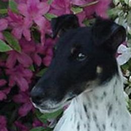 Smooth Fox Terriers from Tocoa Smooth Fox Terriers