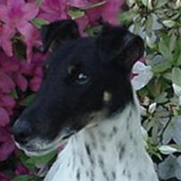 Smooth Fox Terriers from Tocoa Smooth Fox Terriers