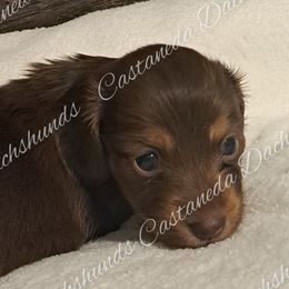 Girl 4 - Dachshund puppy from Castaneda Dachshunds
