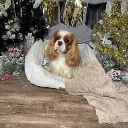 Magnus - Cavalier King Charles Spaniel
