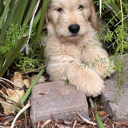 Blondie - Cream Goldendoodle puppy in San Diego, California from CrystalBay Doodles