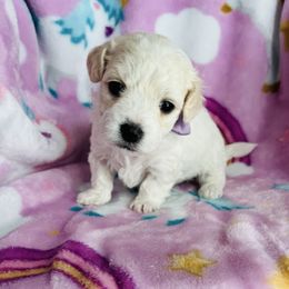 Sprinkle - White and tan female Maltese puppy in Muncie, Indiana from Mimi’s Babies