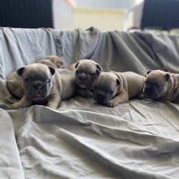 French Bulldog Puppies from Dussé Frenchie