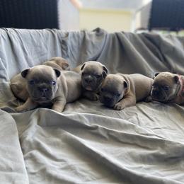 French Bulldog Puppies from Dussé Frenchie