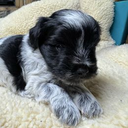 Willows girl - Parti female Miniature Schnauzer puppy in Decatur, Texas from Virgil Farms