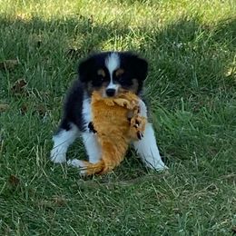 Victor (Hovland) - Black tri male Miniature Australian Shepherd puppy in California, Kentucky from Sonlight Ridge Aussies