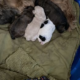 Cocker Spaniel Puppies from Kaleidoscopic Creations