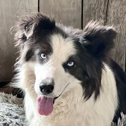 Eira - Border Collie