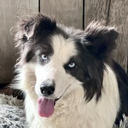Eira - Border Collie