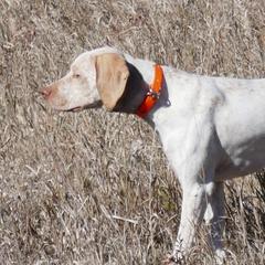 Dusty - Braque du Bourbonnais