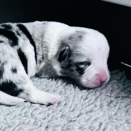 Wade - Blue merle and white male Cardigan Welsh Corgi puppy in Kerens, West Virginia from Leather & Lace
