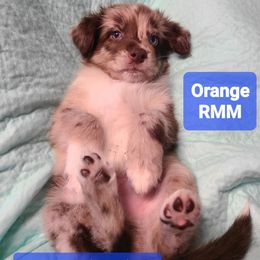 Orange - Red merle male Australian Shepherd puppy in Pemberville, Ohio from Samara's Australian Shepherds