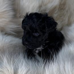 Blair - Black female Miniature Schnauzer puppy in Los Angeles, California from Birkin’s Miniature Schnauzers