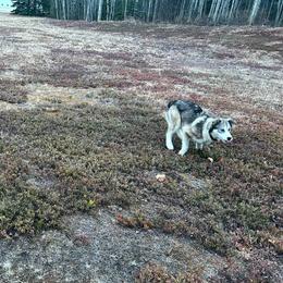 Nubbins - Alaskan Husky