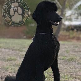Tony - Black male Poodle puppy in Spring Hills, Florida from The Olympus Standard Poodle