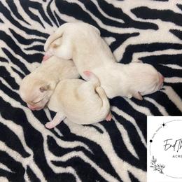 Shiba Inu Puppies from EndThyme Acres