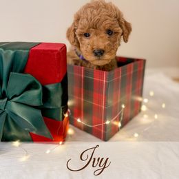 Ivy - Red  female Goldendoodle puppy in Melba, Idaho from KZ Doodles