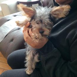 Girl 1 - Black and tan female Yorkshire Terrier puppy in Virginia Beach, Virginia from Andre's Yorkshire Terriers