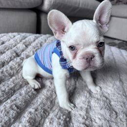 Chrome - White male French Bulldog puppy in North Las Vegas, Nevada from Legacy Luxe Frenchies