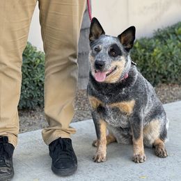 Australian Cattle Dog Puppies from Tin Roof Australian Cattle Dogs