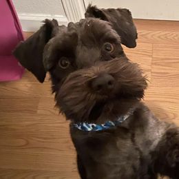 Miniature Schnauzers from Legendary Schnauzers