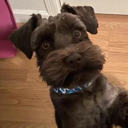 Miniature Schnauzers from Legendary Schnauzers