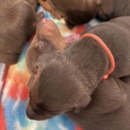 Boy 2 - Doberman Pinscher puppy in Silver Springs, Nevada from Evoke