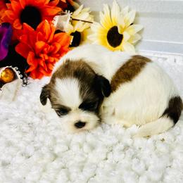 Sugar - Red and white female Shih Tzu puppy in Elgin, South Carolina from Silver Bells Paw Prints