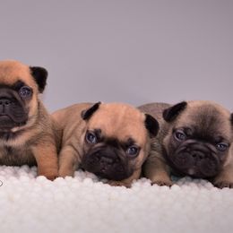 French Bulldog Puppies from Bullish Pride